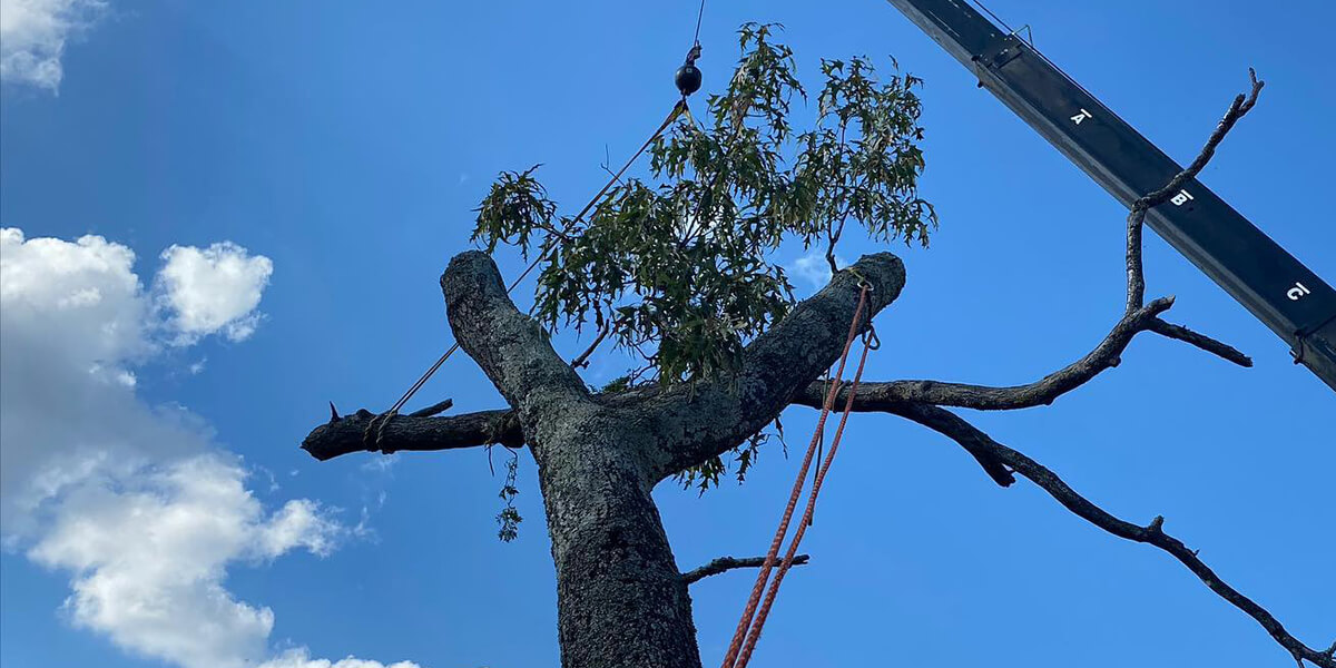Tree Topping: 6 Reasons Why Tree Experts Don't Recommend It